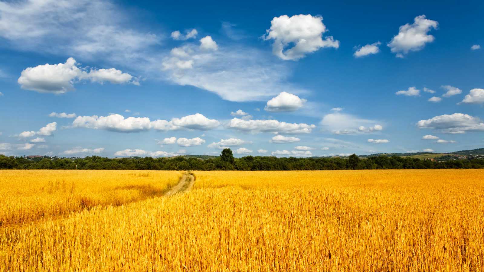 Ruthenians.net background image