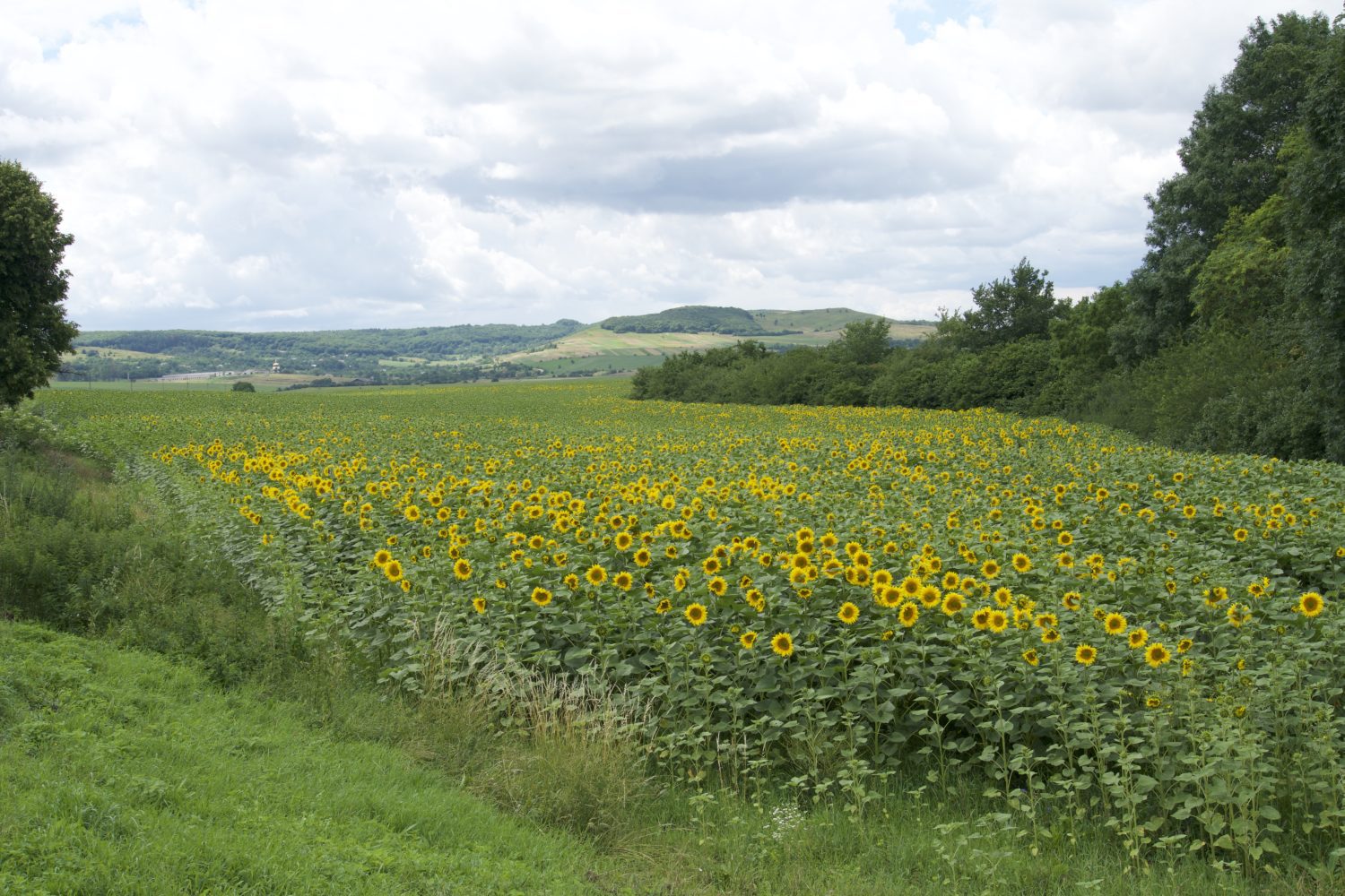 Ruthenians.net background image